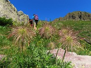 32 Pulsatilla alpina in infiorescenza piumosa